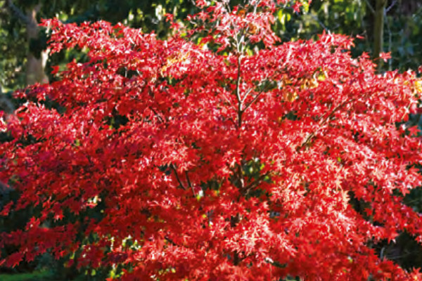 Batsford Arboretum, Moreton-in-Marsh, Warwickshire