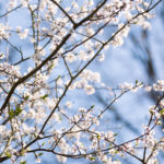 Cambridge University Botanic Garden