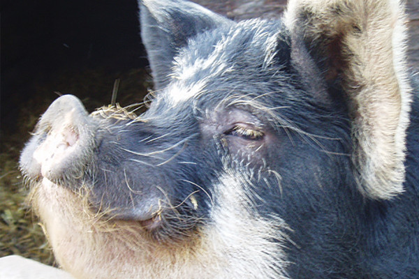 Yorkshire Museum of Farming