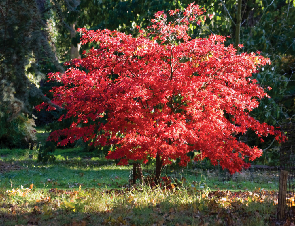 Batsford Arboretum