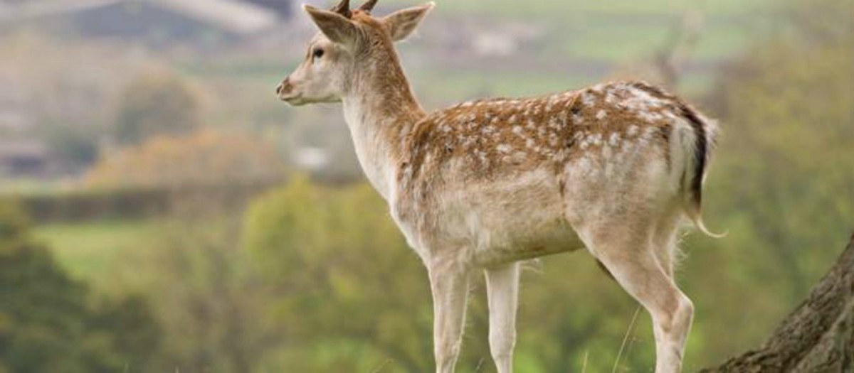 Dyrham Park deer