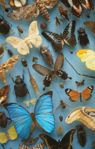 Oxford University Museum of Natural History